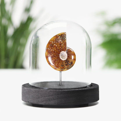 Cleoniceras Ammonite