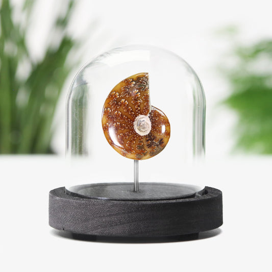 Cleoniceras Ammonite