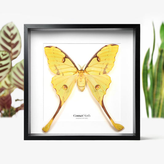 Comet Moth