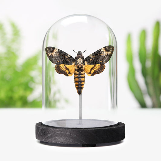 Death's Head Hawkmoth