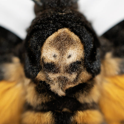 Death's Head Hawkmoth