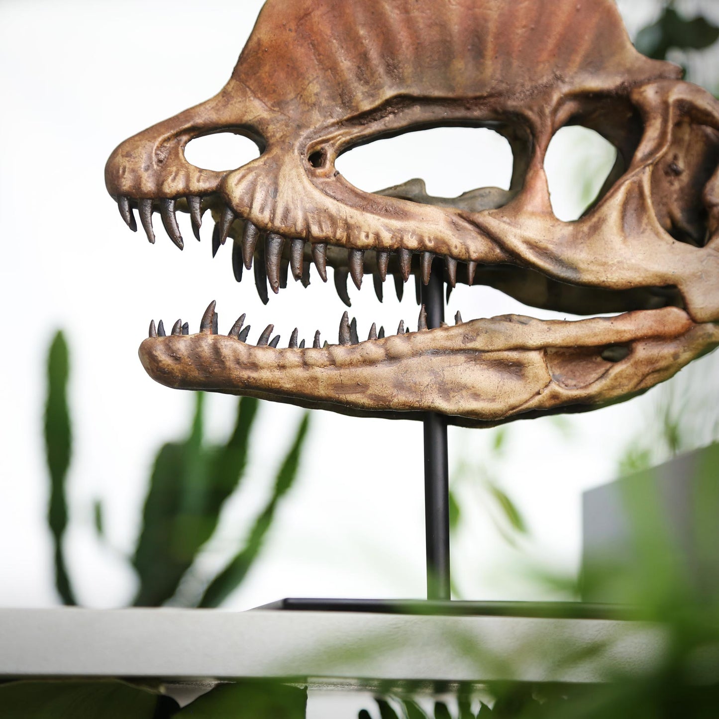 Dilophosaurus
