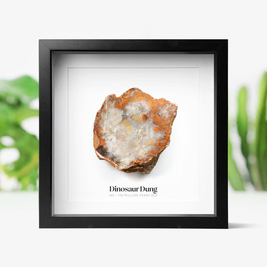 Polished Dinosaur Dung