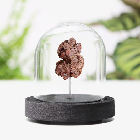 Dinosaur Dung