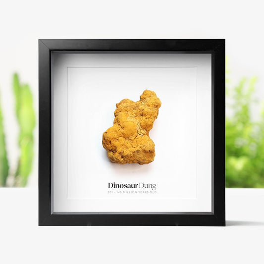Dinosaur Dung