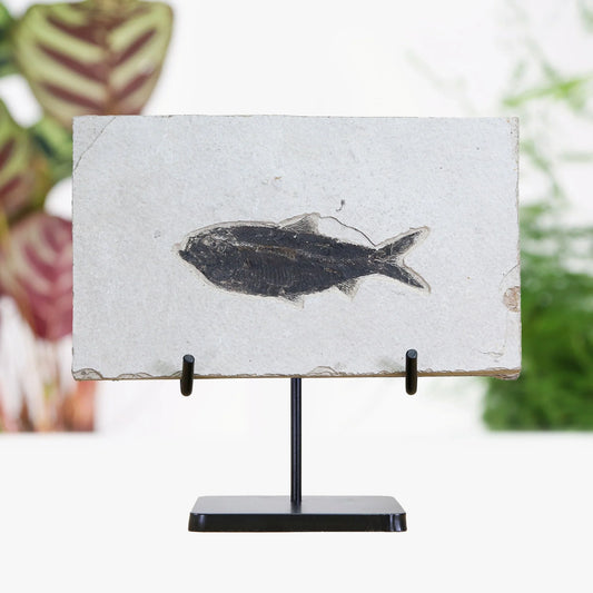 Diplomystus Fossilised Fish