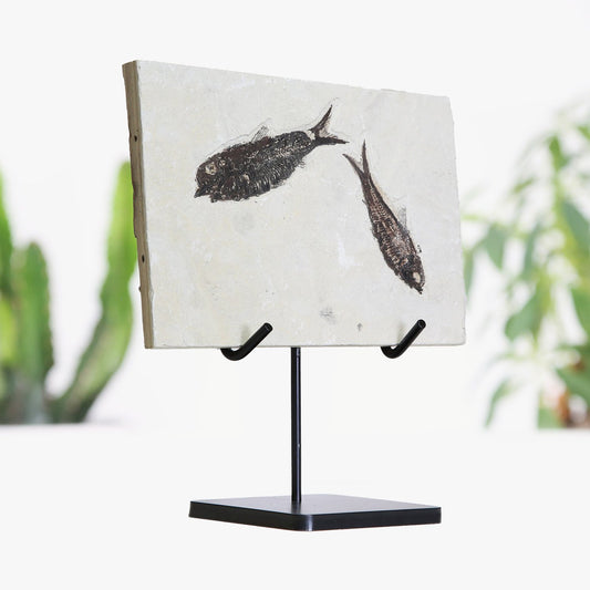 Diplomystus Fossilized Fish