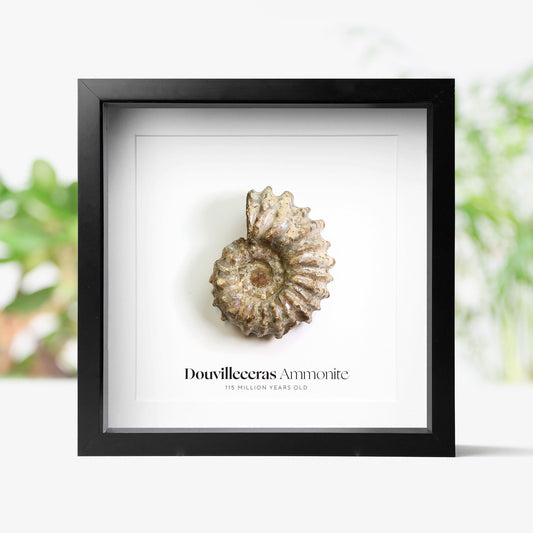 Douvilleceras Ammonite