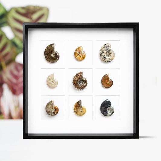 Ammonite Myriad