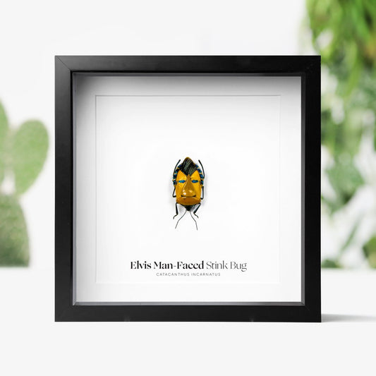 Elvis Man-Faced Stink Bug