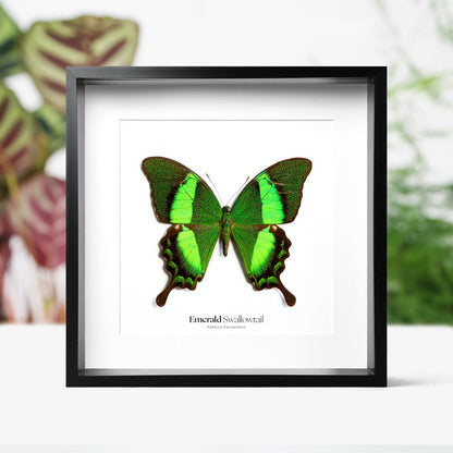 Emerald Swallowtail