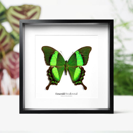 Emerald Swallowtail