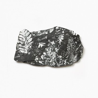 Carboniferous Fern