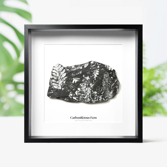 Carboniferous Fern