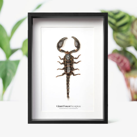 Giant Forest Scorpion
