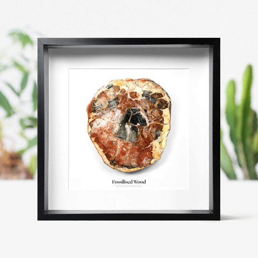 Fossilised Wood