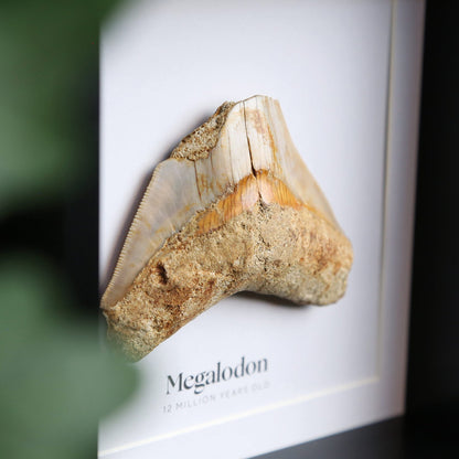 Megalodon Tooth Fragment
