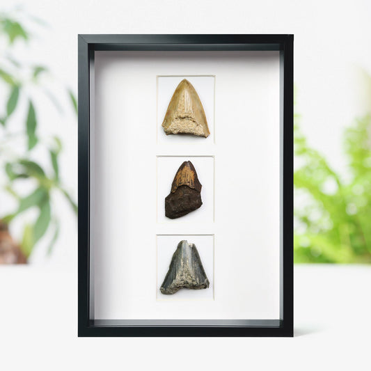 Megalodon Tooth Fragment Myriad