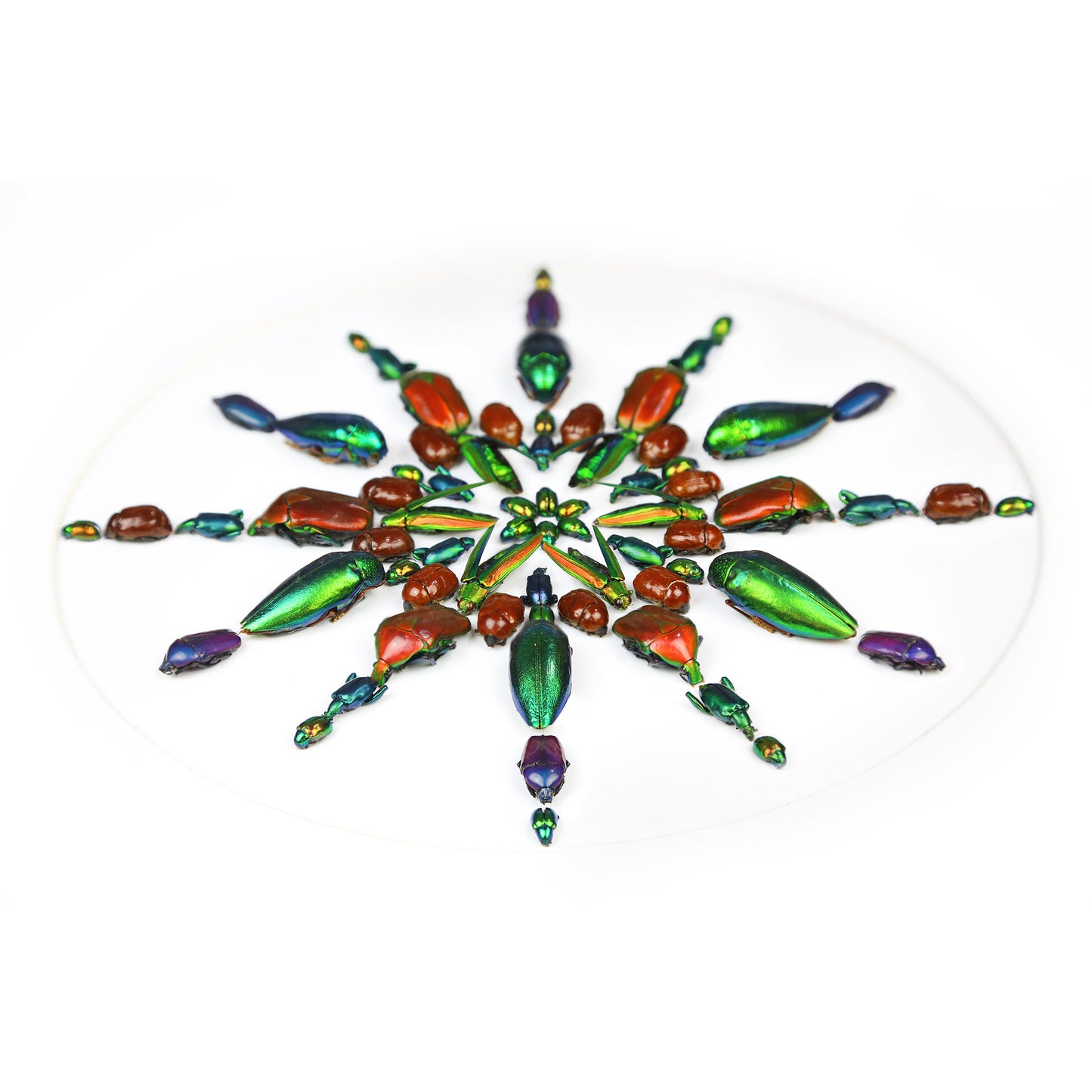 Scarabaeidae Geometric Mosaic