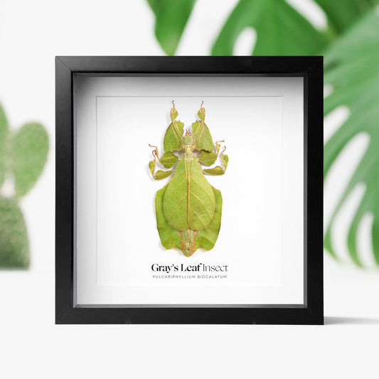 Gray's Leaf Insect