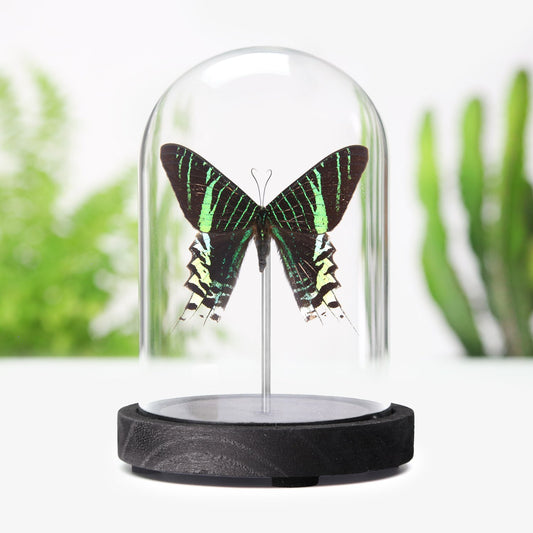 Green-Banded Urania