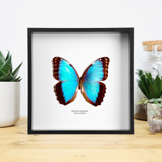 Helenor Morpho