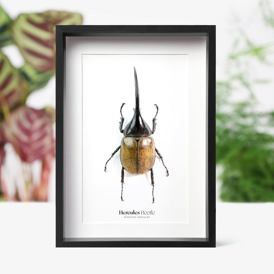 Hercules Beetle