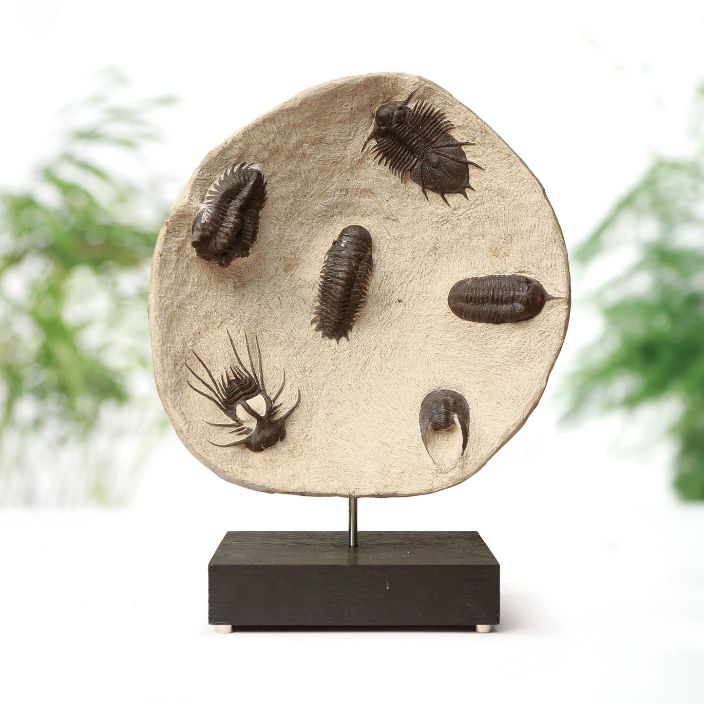 Horned & Reedops Trilobite Collection