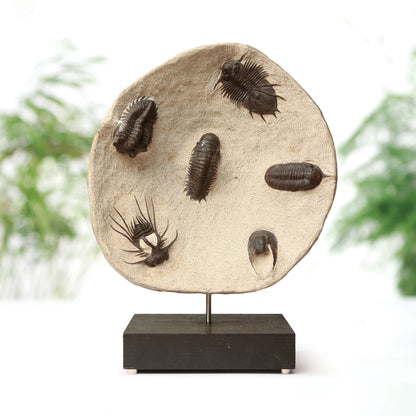 Horned & Reedops Trilobite Collection