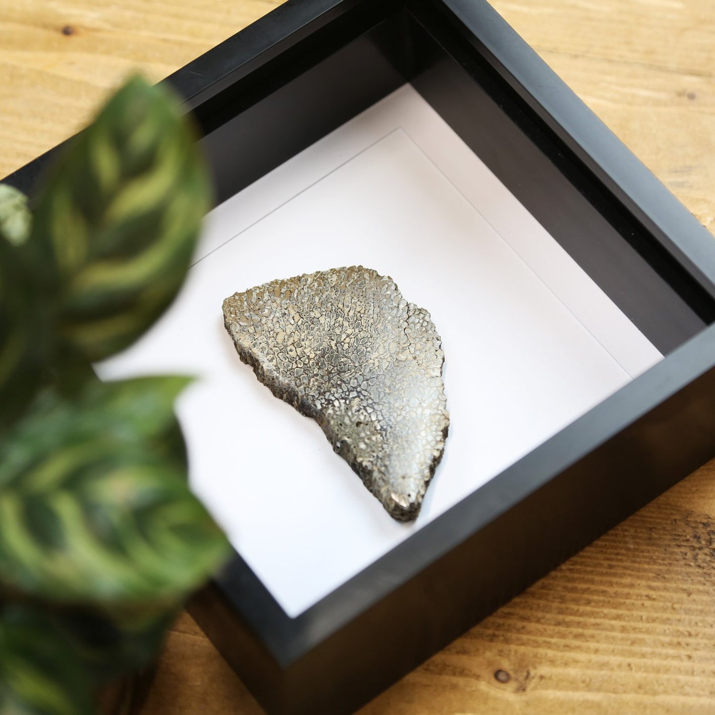Iguanodon Bone
