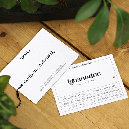 Iguanodon Bone