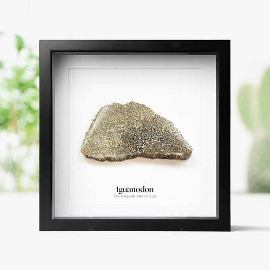Iguanodon Bone