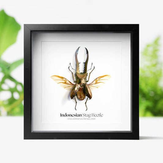 Indonesian Stag Beetle
