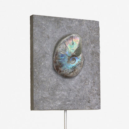 Iridescent Ammonite In Matrix
