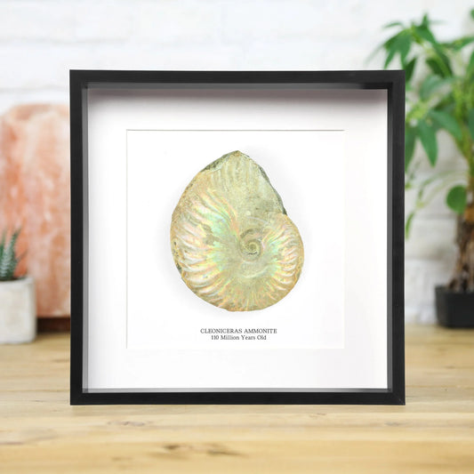 Iridescent Ammonite