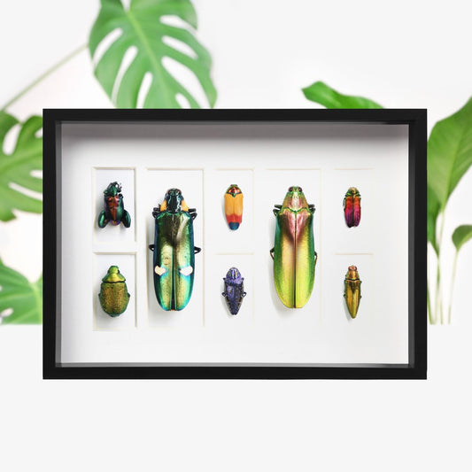 Iridescent Beetle Collection