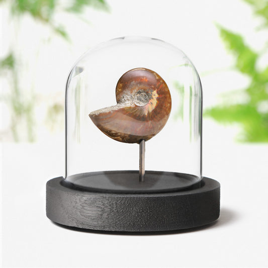 Red Iridescent Ammonite