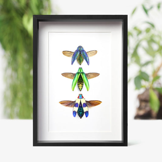Jewel Beetle Collection