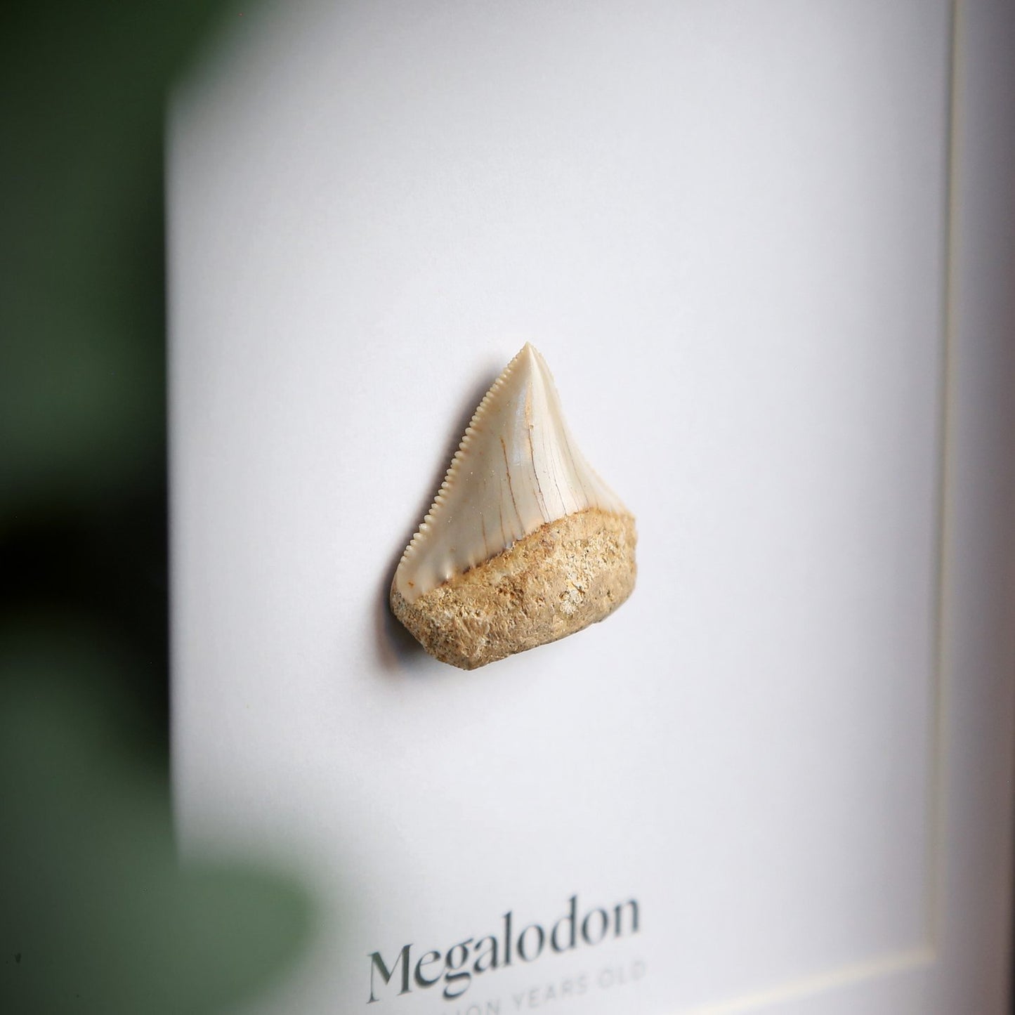 Juvenile Megalodon Tooth