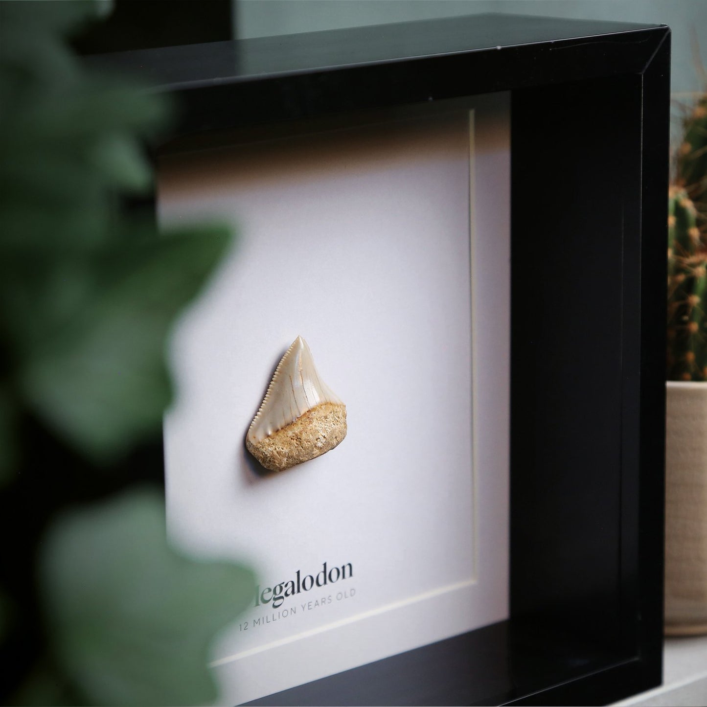 Juvenile Megalodon Tooth