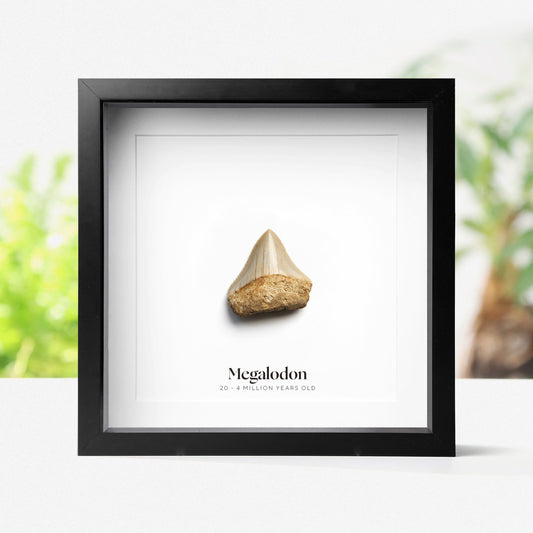 Juvenile Megalodon Tooth