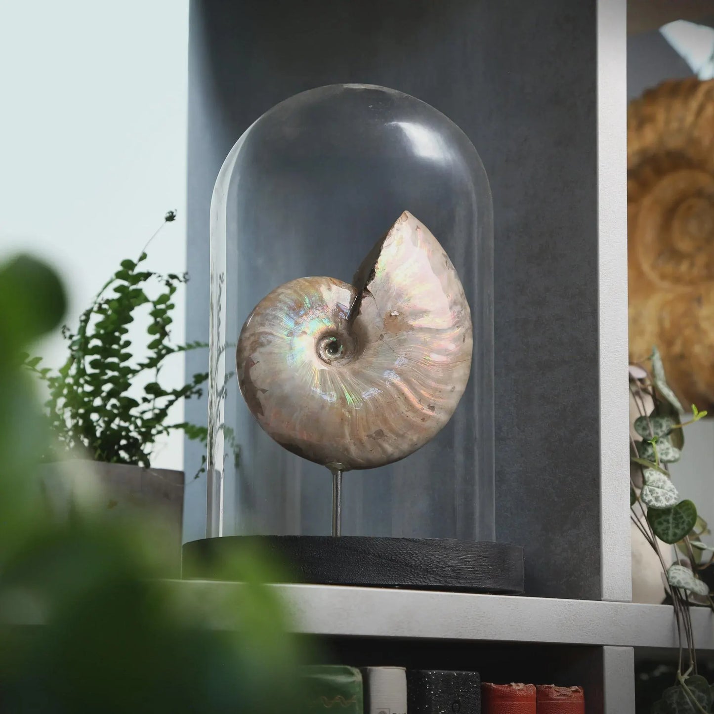Iridescent Ammonite