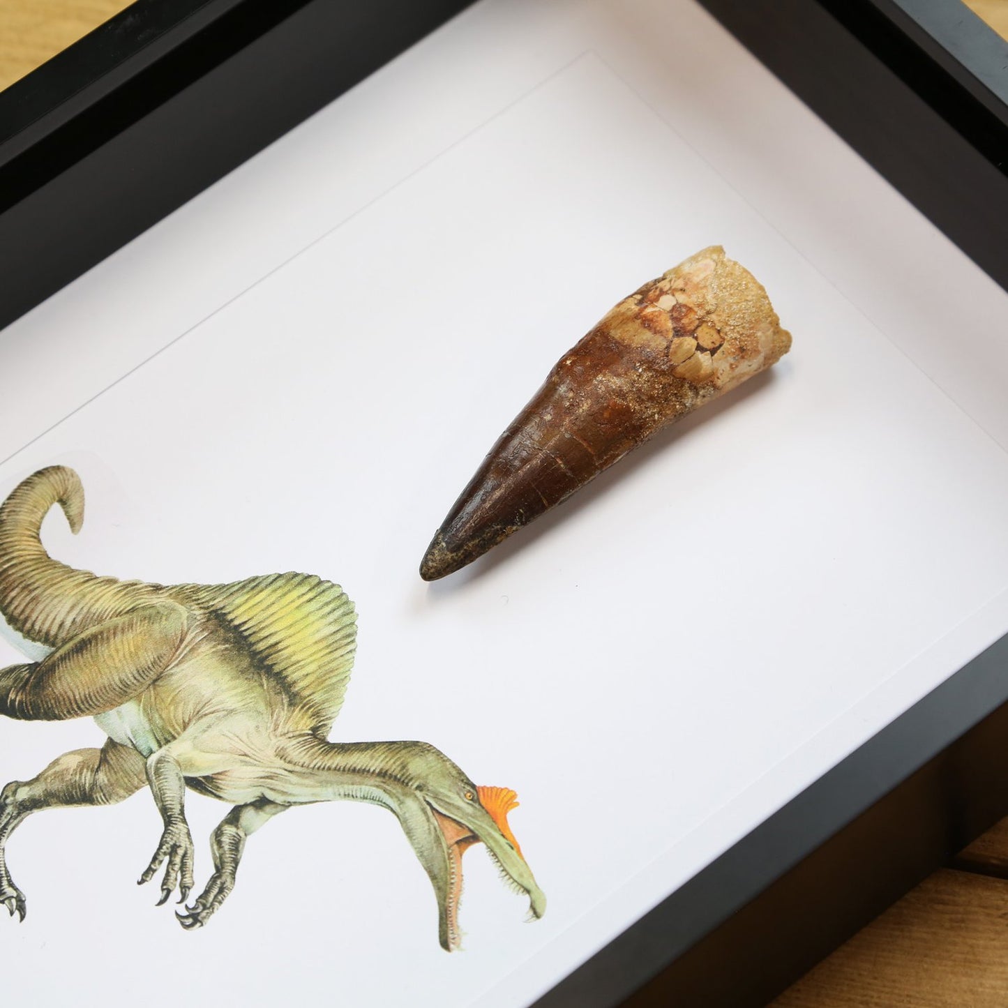 Spinosaurus Tooth