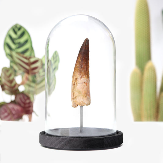 Spinosaurus Tooth
