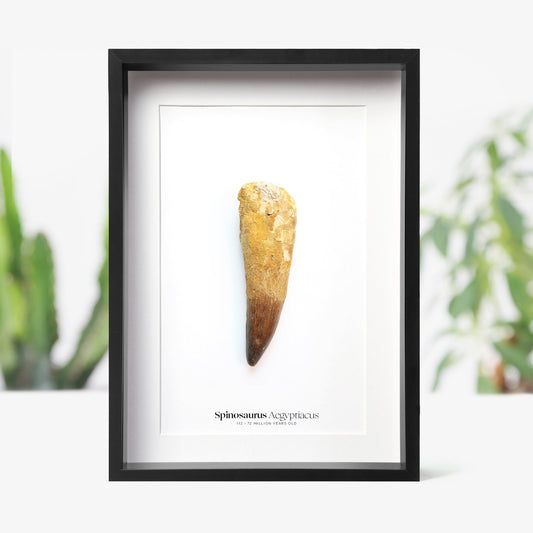 Spinosaurus Tooth