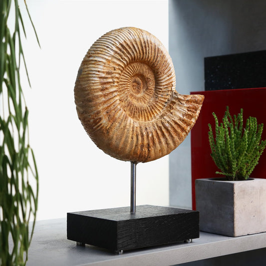 Limestone Ammonite