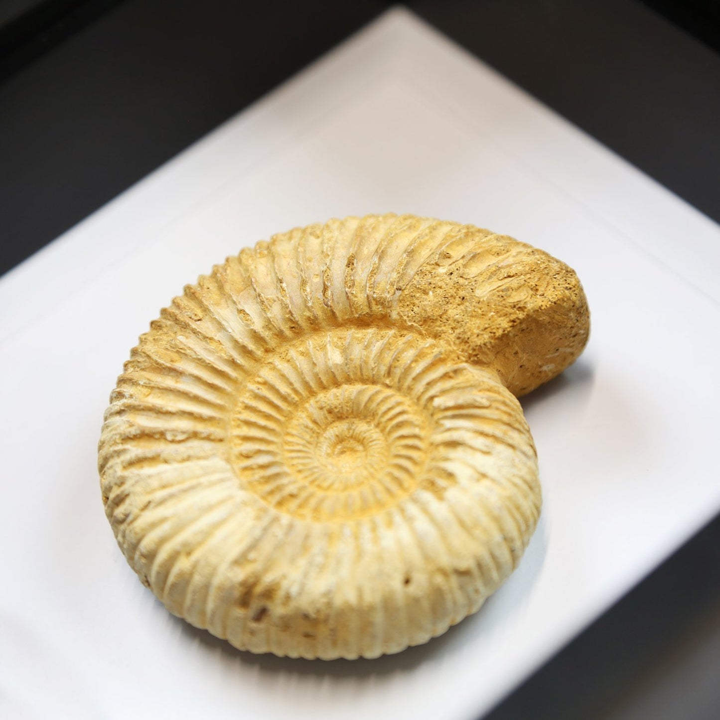 Limestone Ammonite