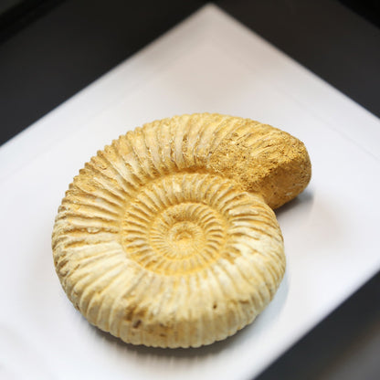 Limestone Ammonite