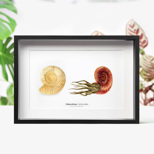 Limestone Ammonite