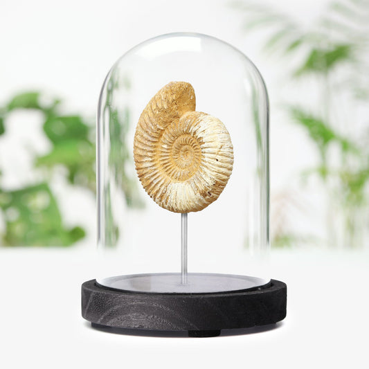Limestone Ammonite